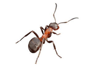 Pavement Ants in Atlanta