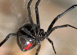 Black Widow Spiders in East Point
