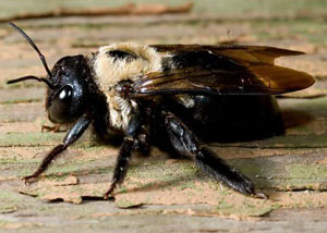 Carpenter Bees in Forest Park
