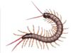 Marietta extermination and control for centipedes
