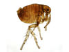 We exterminate fleas in Tallapoosa, Georgia