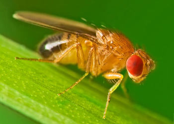 Fruit Fly in  Mableton