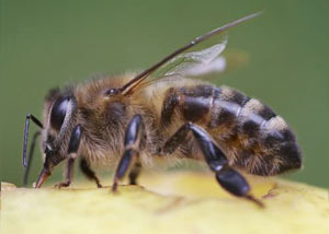Honey Bees in Tallapoosa